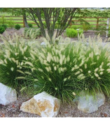 450 Semillas De Hierbas Ornamentales Perennes Resistentes Al Invierno | Miscanthus Sinensis Para Jardín Y Balcón
