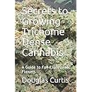 Secrets to Growing Trichome Dense Cannabis: A Guide to Full Expression Flowers