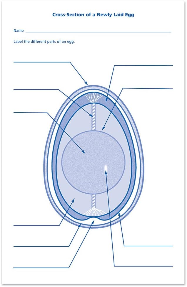 33 Label Egg Parts Labels Design Ideas 2020