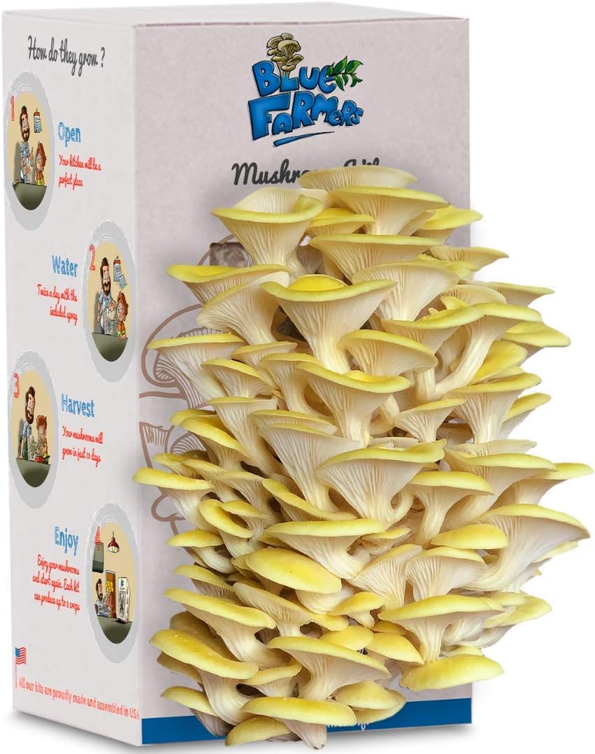 Mushroom Growing Kit - Blue Farmers - Yellow Oyster Mushrooms - Grows in 10 Days - Top Christmas Gift - Top Gardening Gift - Original Gift