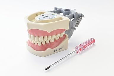 Amazon Com Dental Anatomy Typodont Educational Model 860 With Columbia Removable Teeth Industrial Scientific