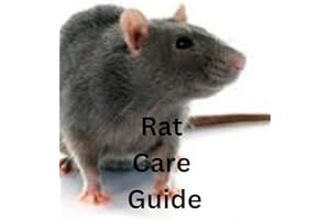 Rat Care Guide