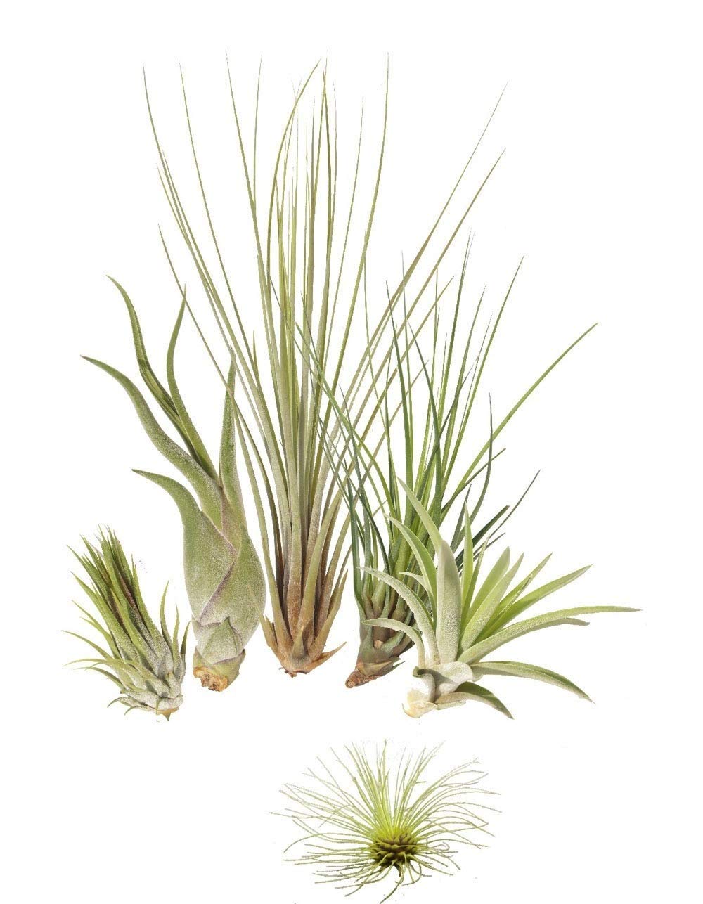 5 Tillandsia Mix Plus 1 Extra, Air Plants Buy Online in United Arab