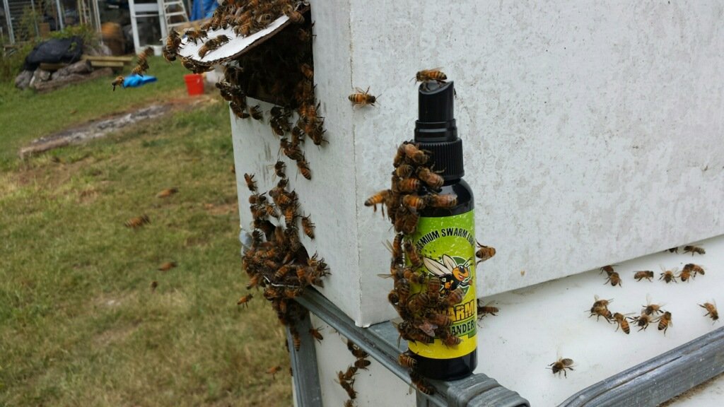 Movie Wild For Free Online