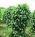Yours Kitchen Organic Dried Long Peppercorns From My Farm (1.8 Ounce)