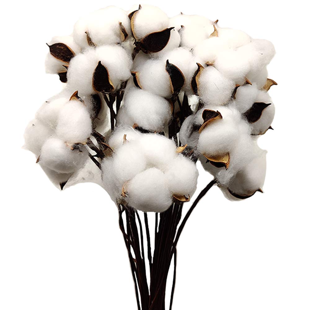 Aisamco 30 Pieces Natural Color Dried Cotton Balls White Cotton Branch Picks with Stick Perfect for Wreaths Home Office Hotle Farmhouse Style Decorations