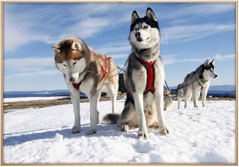 Amazon Co Jp ライト高級 クリスタル磁器の装飾画 犬ぞり 雪 空 冷たい アートパネル 壁掛け絵画 インテリアアート 現代 壁飾り 部屋飾り 壁ポスター 絵画 玄関 おしゃれ モダン 壁掛け 60cmx40cm ホーム キッチン