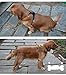 Best Front Range No-Pull Dog Harness. 3M Reflective Outdoor Adventure Pet Vest with Handle. 3 Stylish Colors and 5 Sizes.