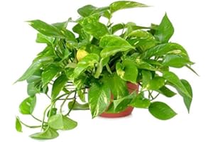 American Plant Exchange Golden Pothos Indoor/Outdoor Air Purifier Live Plant, 6" Pot