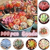 Dyllutrwhe Succulents Seeds Garden Balcony Perennial Herbal Fleshier Plant Bonsai Summer Fresh Seeds for Planting 500Pcs 500pcs Mix Succulent Seeds