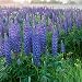 Outsidepride Perennial Lupine Plant Seeds - 500 Seeds primary