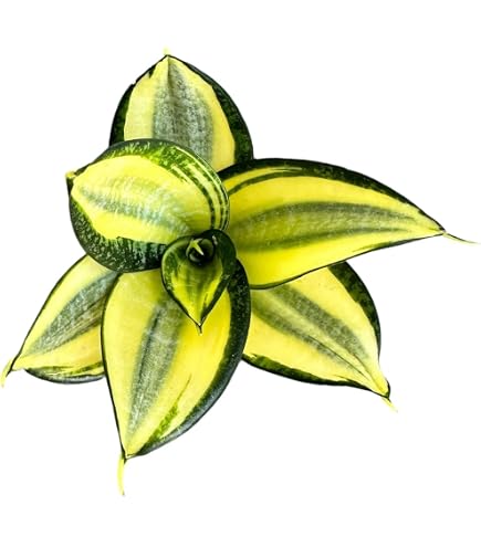 snake plant variegated Variegated Whale Fin Snake Plant