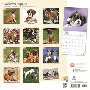 Boxer Puppies 2018 12 x 12 Inch Monthly Square Wall Calendar, Animals Dog Breeds Puppies