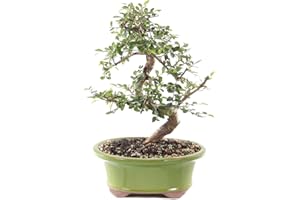 Brussel's Chinese Elm Bonsai - Medium - (Outdoor)