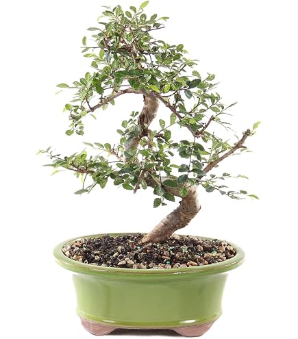 Amazon.com : Bonsai Boy's Flowering Dwarf Weeping Barbados Cherry Bonsai  Tree - Large malpighia Pendiculata : Bonsai Plants : Grocery & Gourmet Food
