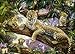 Ravensburger Leopard Family Jigsaw Puzzle (1000-Piece)