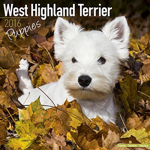 WEST HIGHLAND TERRIER PUPPIES 2016 Wall Calendar Calendar – Wall Calendar, 7 July 2015
