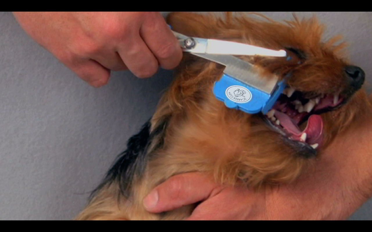 scaredy cat grooming kit