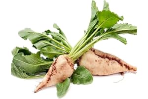 Sugar Beet - Beta vulgaris subsp. vulgaris Vegetable Seeds, Home Garden Planting by Heirloom Garden, 100 Seeds