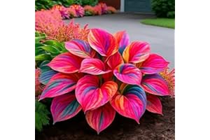 Hosta Seeds Perennial Shade Plant for Garden, Flower Fast Growing Likes Humid Environment Unique and Beautiful Leaves Perenni