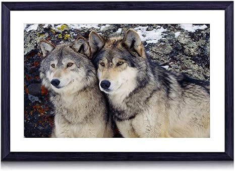 Amazon Co Jp かわいいオオカミのカップル 動物 絵画 装飾画 壁飾り アートパネル インテリアアート 木製の枠 壁ポスター モダン 現代壁の絵 額縁付きの完成品 横 35 50cm ホーム キッチン