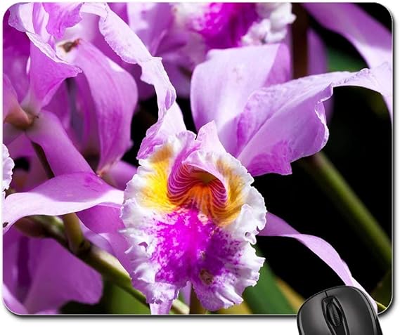 Amazon.com : Mouse Pad - Orchid Pink Violet Purple Yellow ...