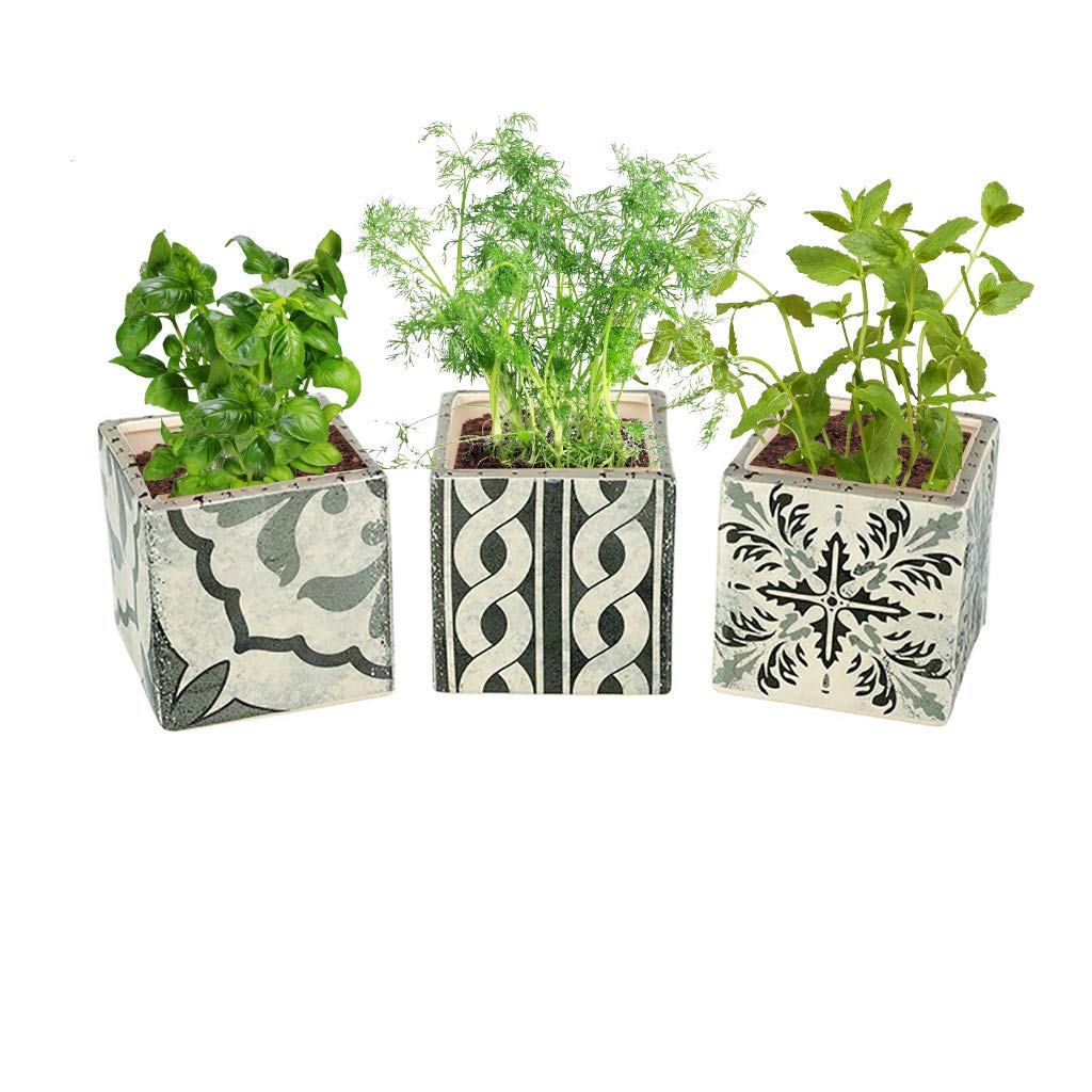 Dibor Indoor Herb Garden Window Box Herb Planter Set Bz10 14 Buy Online In Colombia Dibor Products In Colombia See Prices Reviews And Free Delivery Over Col 200 000 Desertcart