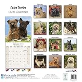 Image de Cairn Terrier Calendar - Only Dog Breed Cairn Terrier Calendar - 2016 Wall calendars - Dog Calendars - Monthly Wall Calendar by Avonside