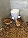 Muddy Hill Farm Poultry Bucket Feeder for Chickens, Ducks