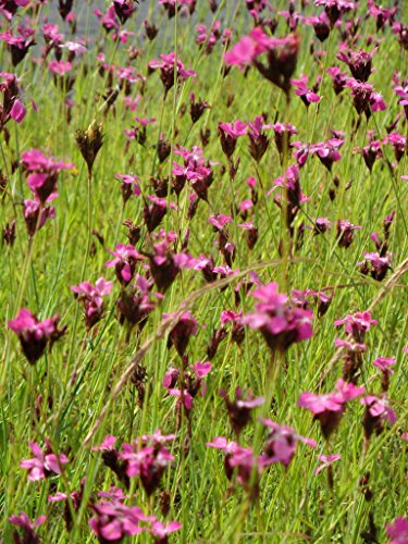 Pflanzensortiment Niedrige Blütenstauden für 4 m² – Bild 5