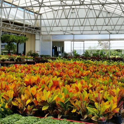 Nelson Trees, Shrubs, & Evergreens Plant Food for InGround