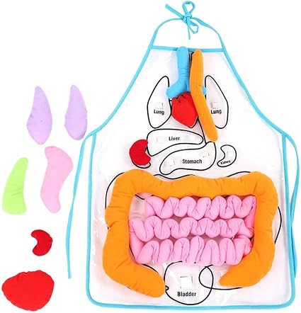 educational 3d organ apron