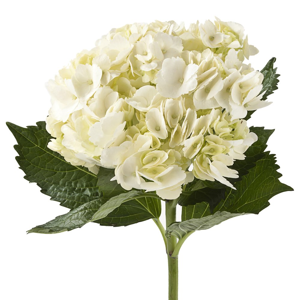 Wholesale Hydrangeas (10 White) Fresh Cut Format Flowers Grocery & Gourmet Food