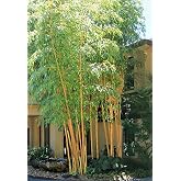 Bambusa eutuldoides - Asian Lemon Clumping Bamboo Plant - 1 Gallon Size t