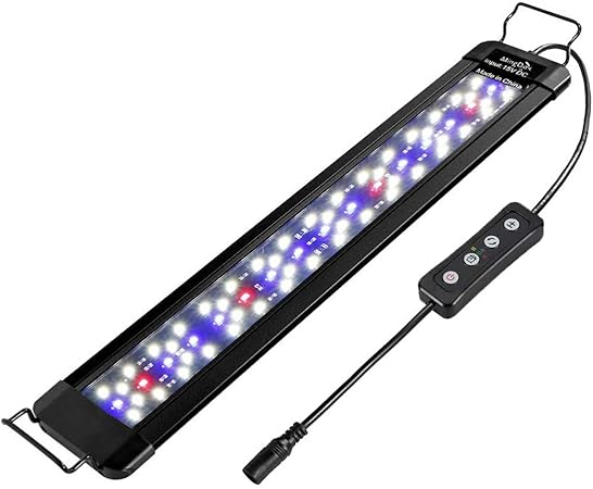 young williams animal shelter cats