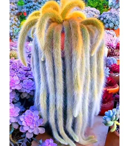 Amazon.com : Epiphyllum (Curly Sue) Orchid Cactus -6'' from California  Tropicals : Patio, Lawn & Garden