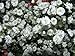 BABY'S BREATH "Gypsophila" Double Flowered White 25-Perennial Seeds