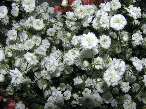 BABY'S BREATH BABY'S BREATH