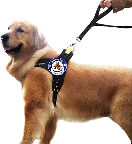 Pet Leash1 Order A 10 Yuan Reduction Straight Hair Chu Keqi Dog