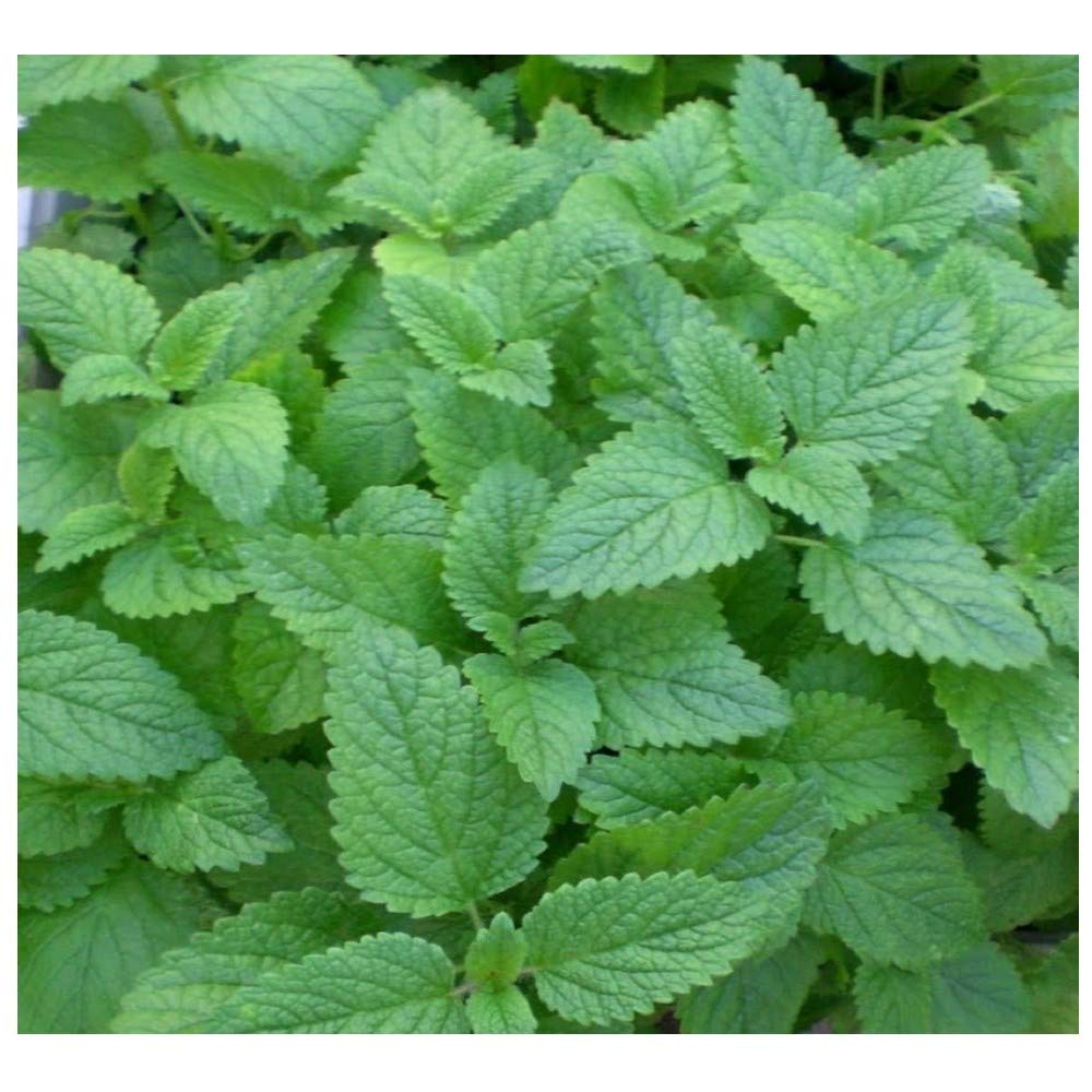 PREMIER SEEDS DIRECT - HERB - Lemon Mint - MONARDA CITRIODORA - 1600 Seeds
