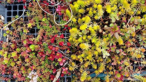 Portal Cool 200 Sedum Mixed Stein Crop Samen, Dachbegrünung, Rockeries, Wege, Mauern Ect – Bild 2