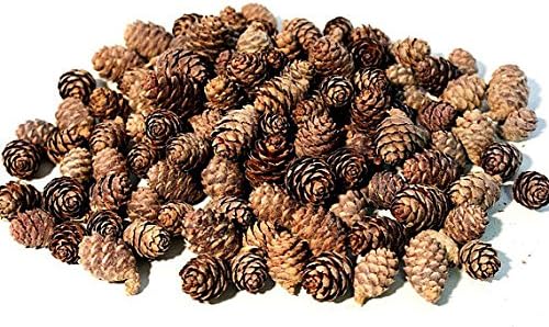 Floral Fantacy Spruce Pine Cones Vase Fillers, Table Scatter, Crafts 8-Ounce (Brown)