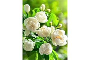 EQUSYM 400+ Climbing Jasmine Flower Seeds for Planting – Easy to Grow, Non-GMO, High Germination Fragrant Flowers for Home Garden, Balcony, Trellis, Fence, Vertical Garden Decor
