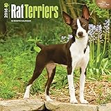 Rat Terriers - 2016 Calendar 12 x 12in