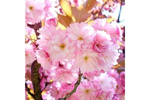 UIOTER Kwanzan Cherry Blossom Tree, Double Pink Cherry Blossom, 8 to 12 Inch Tall Cherry Blossom Tree Live in Pot, Perennial Cherry Blossom Sapling, Cherry Blossom Tree Plant