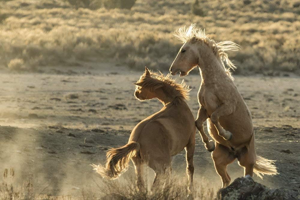 " Rough Play" Fine Art Photography Print