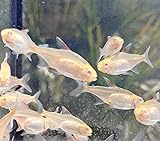 Quinn's Fins Albino Fire Neon Tetra- Albino