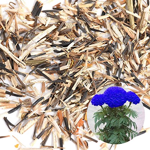 HEART SPEAKER 200 Pcs Blue Marigold Seeds Bonsai Chrysanthemum Flower Garden Plant Yard DecorBlue Marigold Seeds