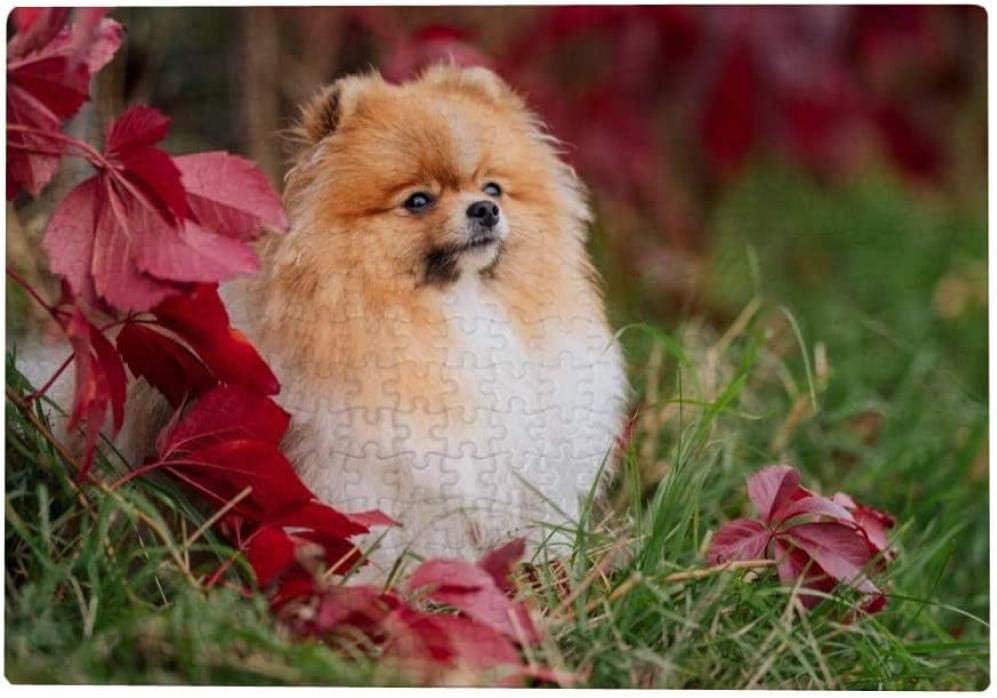 Amazon 大人のための500ピースのジグソーパズル ジャーマンスピッツ犬 ジグソーパズル おもちゃ