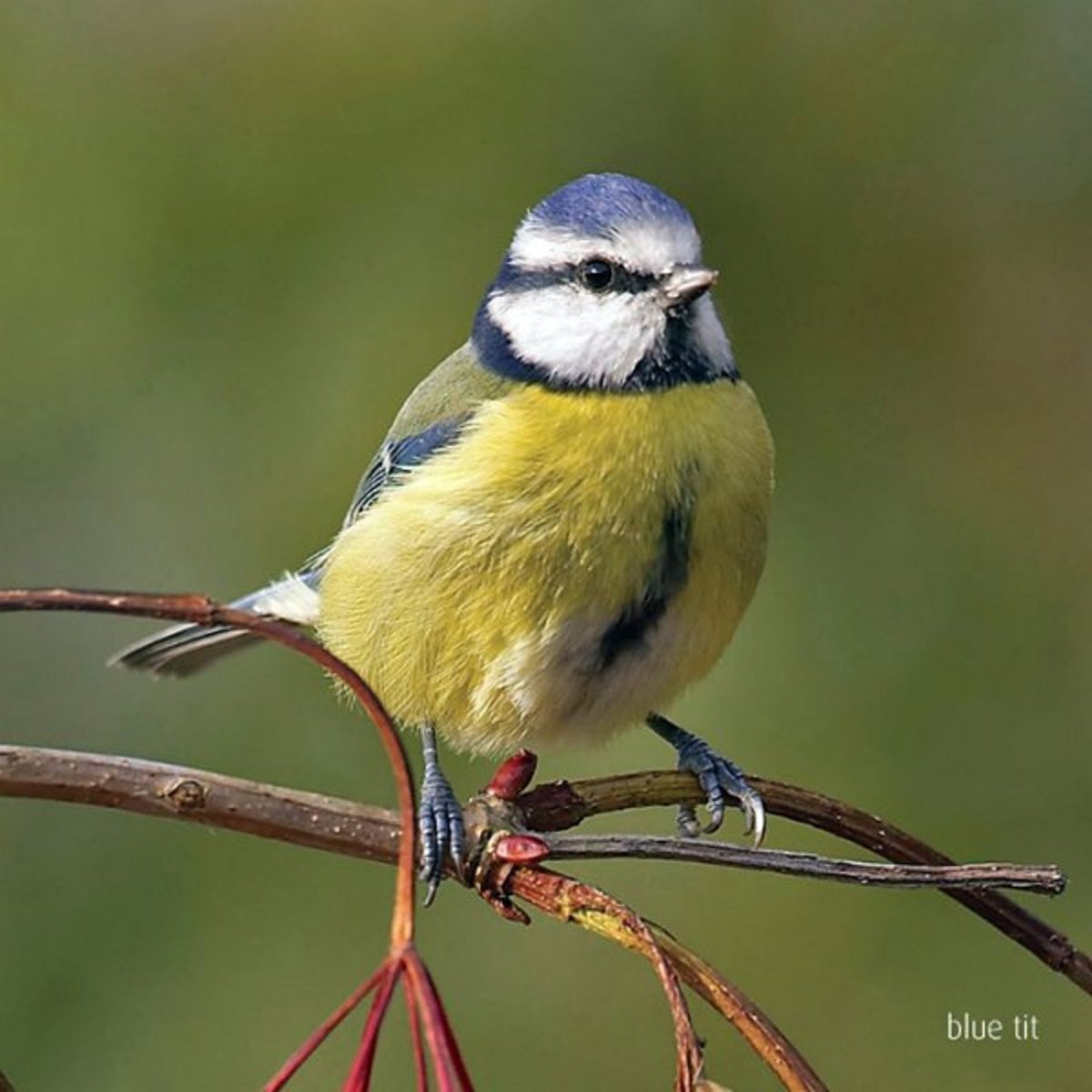 Blue Tit Greeting Sound Card by Really Wild Cards